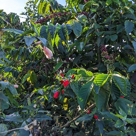 Ivy Coffee Farm - Garden House Apartman Duc Trong Kültér fotó