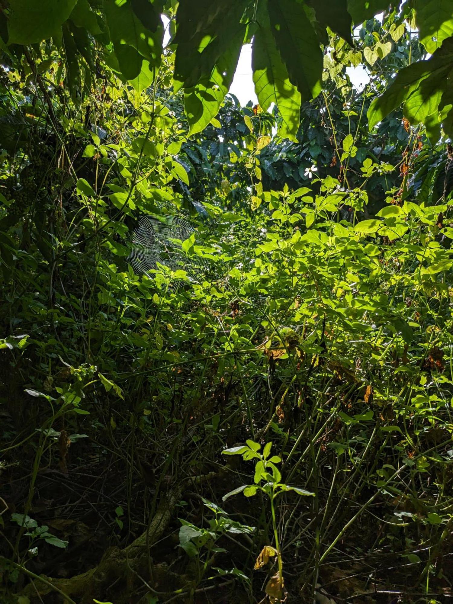 Ivy Coffee Farm - Garden House Apartman Duc Trong Kültér fotó