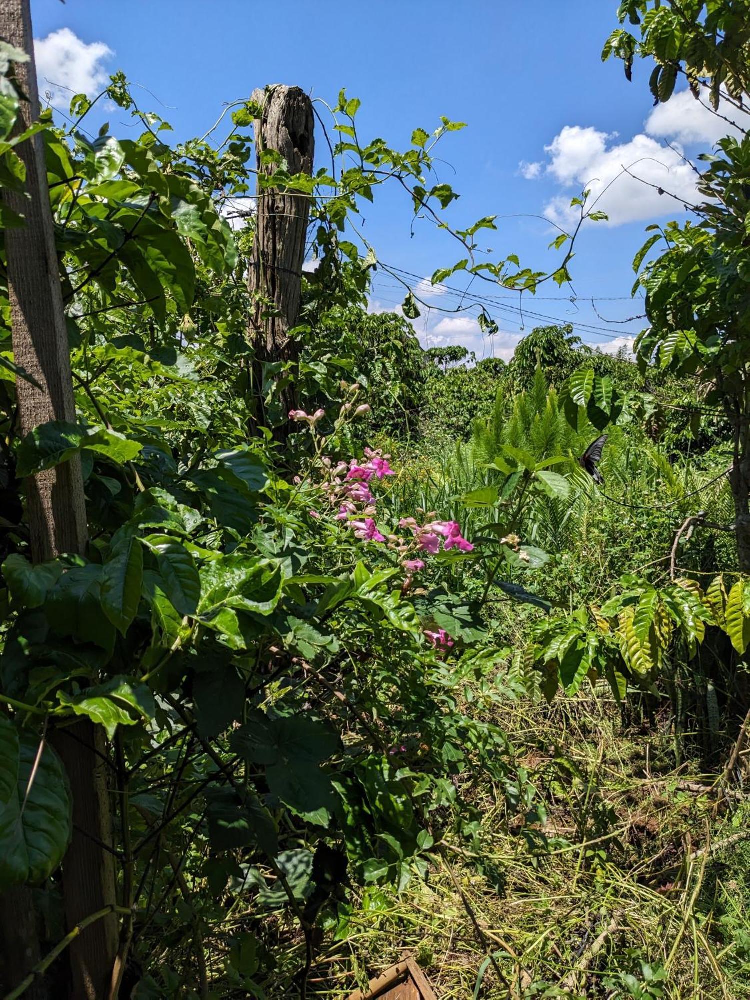 Ivy Coffee Farm - Garden House Apartman Duc Trong Kültér fotó