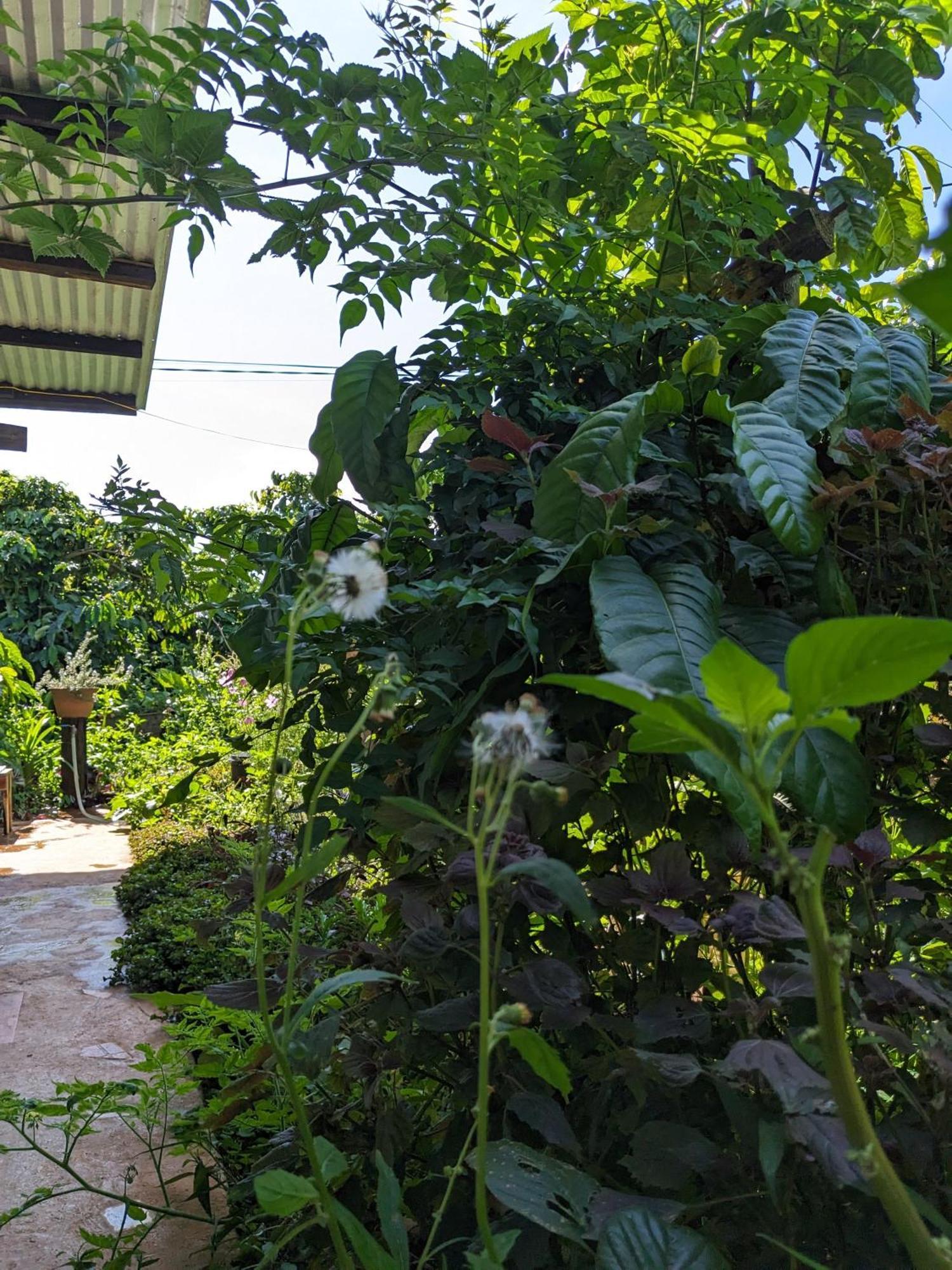 Ivy Coffee Farm - Garden House Apartman Duc Trong Kültér fotó