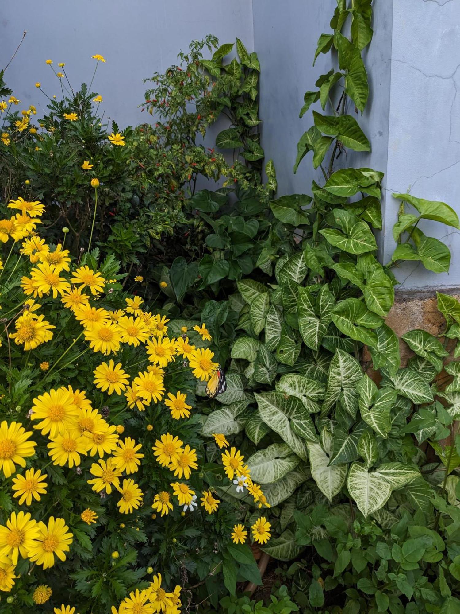 Ivy Coffee Farm - Garden House Apartman Duc Trong Kültér fotó